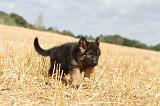 BERGER ALLEMAND 310